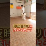 愛犬をきちんと横につけて歩かせよう! #ドッグトレーナー #可愛い #犬しつけ #愛犬 #pets #ゴールデンドゥードル #犬のいる生活