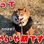 【犬しつけ】これって反抗期？イヤイヤ期？ストレス？愛犬小夏どうしたの？わかる人教えてください。#puppy #shiba #pretty #豆柴 #かわいい