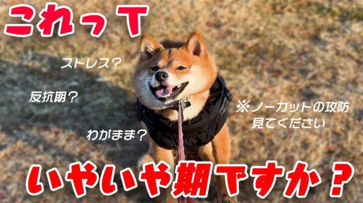 【犬しつけ】これって反抗期？イヤイヤ期？ストレス？愛犬小夏どうしたの？わかる人教えてください。#puppy #shiba #pretty #豆柴 #かわいい