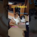 お手できるかな…#shorts #犬の芸 #犬のしつけ #オートハウスニシオ#犬 #動物のいる暮らし