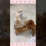 ＃犬のようちえん　＃犬のほいくえん　＃犬お泊りトレーニング　　#子犬しつけ  #しつけ教室 　#ダックス 　＃犬のしつけ　#shorts 　#パピートレーニング