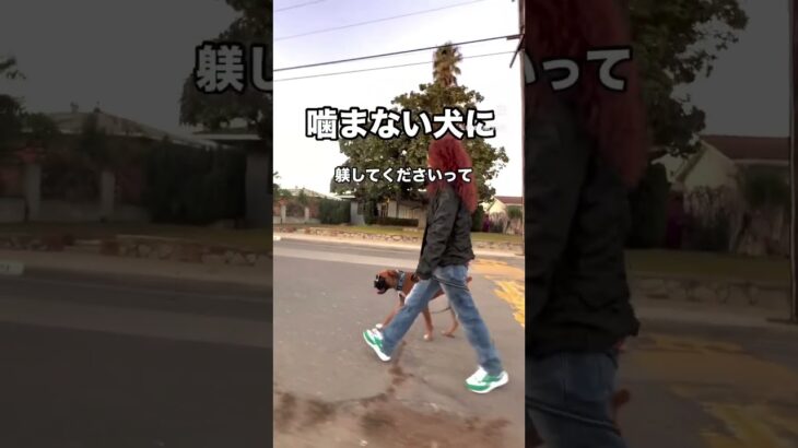 噛まない犬に躾してくださいって？　#shorts