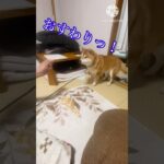 じん君しつけできるか⁉︎ #じん君の部屋 #柴犬との暮らし #柴犬#かわいい #かわいい犬 #shorts