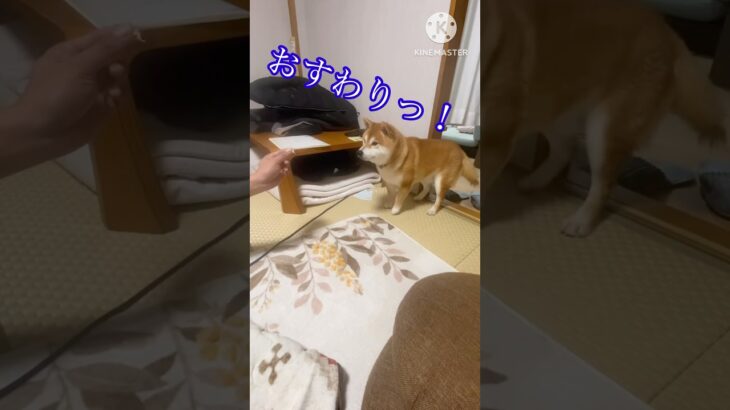 じん君しつけできるか⁉︎ #じん君の部屋 #柴犬との暮らし #柴犬#かわいい #かわいい犬 #shorts