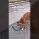 歩きながら犬に指示。　声の違い、コマンドの出し方、そういうとこ見て。　#shorts