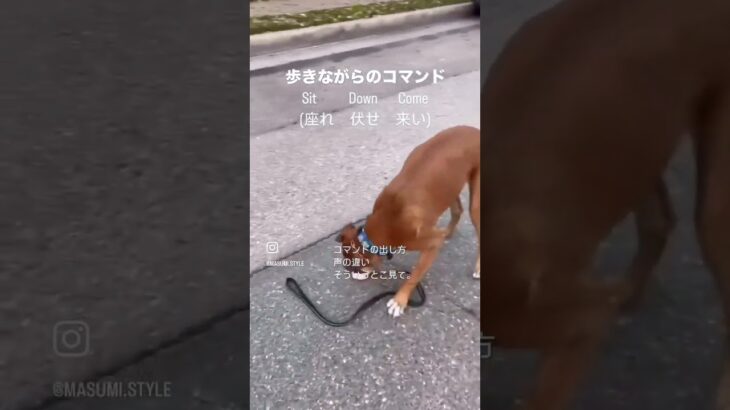 歩きながら犬に指示。　声の違い、コマンドの出し方、そういうとこ見て。　#shorts