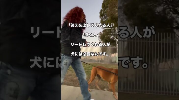 犬の問題を悩んでいても前に進めないよ。判断をしてあげる。#shorts