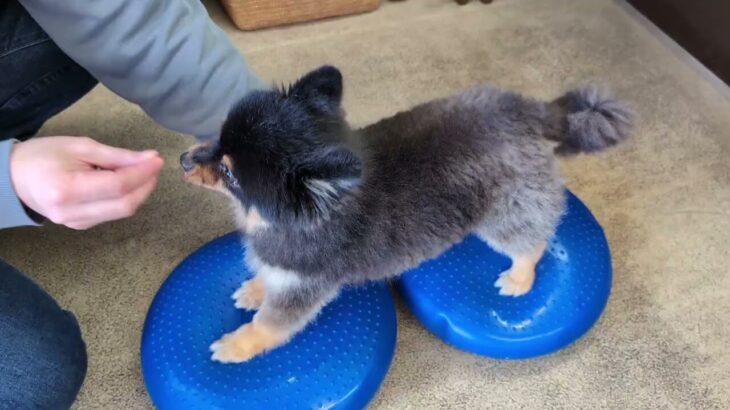 犬の幼稚園 こきりちゃんとトレーニング