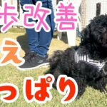 【犬しつけ】【吠え】散歩中の引っ張りや吠えを直したい！