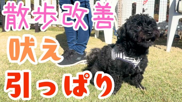 【犬しつけ】【吠え】散歩中の引っ張りや吠えを直したい！