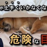 犬のしつけで上手くいかないのは犬を人の目線〝擬人化〟で見すぎているから