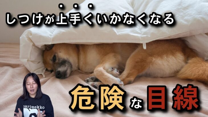 犬のしつけで上手くいかないのは犬を人の目線〝擬人化〟で見すぎているから