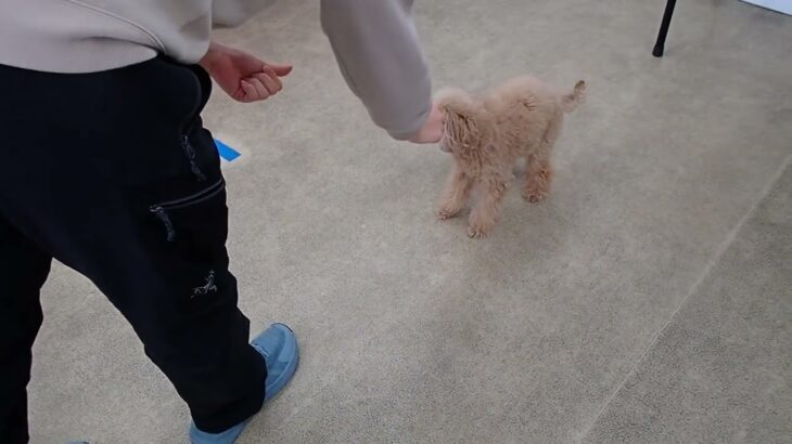 犬の幼稚園 ぴっぴちゃんとトレーニング