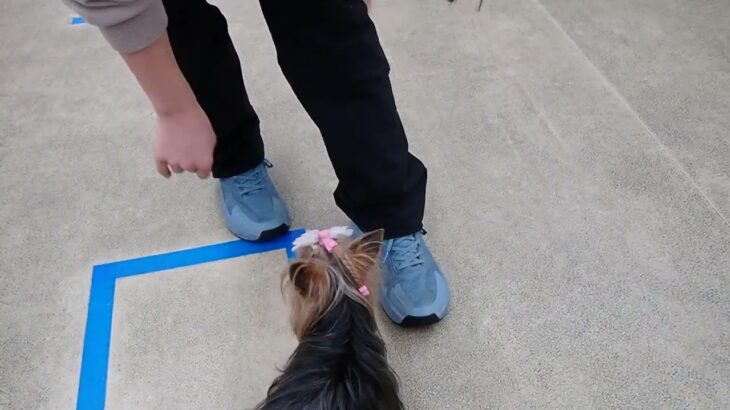 犬の幼稚園 花ちゃんとトレーニング