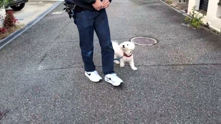 犬の幼稚園 華ちゃんとトレーニング