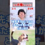 【この犬種な～んだ？】白黒犬編