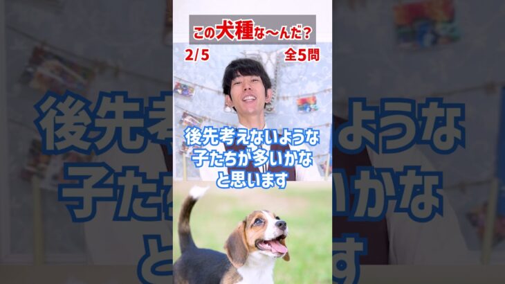 【この犬種な～んだ？】白黒犬編