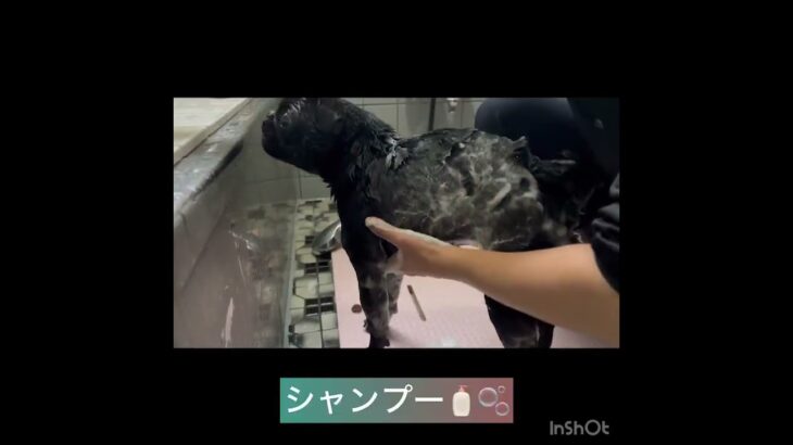 【犬のシャンプー】モグちゃんの様子#東京 #豊田駅 #犬のしつけ #ドッグスクール #犬の幼稚園#犬のトレーニング #動物看護師兼トレーナー #犬好き  #ペットホテル