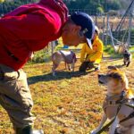 【保護犬】食べ物で喧嘩する元野犬