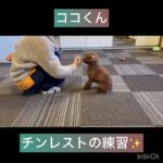 【犬の幼稚園】ココくん、ナッツちゃん、アルくんの様子#東京 #豊田駅 #犬のしつけ #ドッグスクール #犬の幼稚園#犬のトレーニング #動物看護師兼トレーナー #犬好き  #ペットホテル