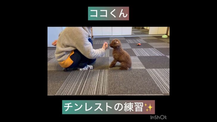 【犬の幼稚園】ココくん、ナッツちゃん、アルくんの様子#東京 #豊田駅 #犬のしつけ #ドッグスクール #犬の幼稚園#犬のトレーニング #動物看護師兼トレーナー #犬好き  #ペットホテル