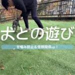 【甘噛み】おもちゃの遊び方【犬のしつけ】