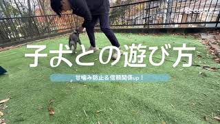 【甘噛み】おもちゃの遊び方【犬のしつけ】