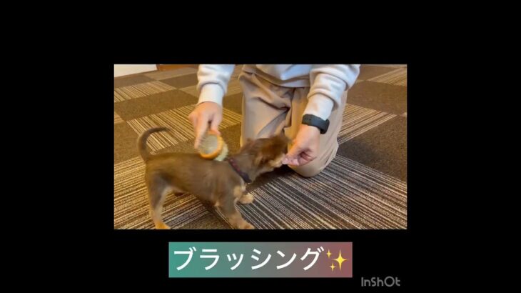 【パピークラス】アポロくんの様子#東京 #豊田駅 #犬のしつけ #ドッグスクール #犬の幼稚園#犬のトレーニング #動物看護師兼トレーナー #パピークラス  #ペットホテル