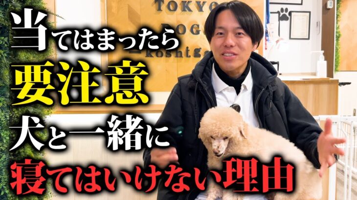 犬と一緒に寝るメリットと注意点をドッグトレーナーが解説