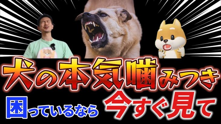 愛犬が怖がらなくなる驚きの方法とは？噛みつく犬のしつけ、止めるためにはコレが必須。