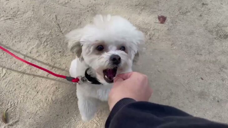 犬の幼稚園 空ちゃんとトレーニング