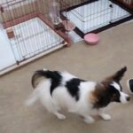 犬の幼稚園 ノエルくんとトレーニング