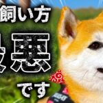 【７選】柴犬の「時代遅れ」な飼い方。知らないとしつけ失敗します【音声解説】