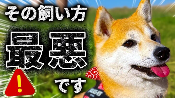 【７選】柴犬の「時代遅れ」な飼い方。知らないとしつけ失敗します【音声解説】