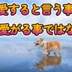 犬のしつけで重要な考え方は犬を愛すると言う事 前編　♪＾＾　#犬のしつけ #犬とお出かけ #ボーダーコリー #しつけ教室 #犬の問題行動