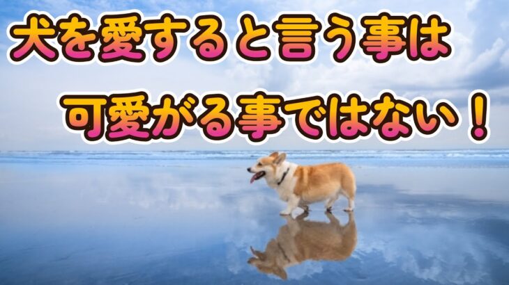犬のしつけで重要な考え方は犬を愛すると言う事 前編　♪＾＾　#犬のしつけ #犬とお出かけ #ボーダーコリー #しつけ教室 #犬の問題行動