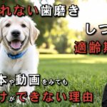 【犬しつけ】ここでしか見れない！しつけがうまくいかない原因、子犬の歯磨き、しつけの適齢期などお答えします！