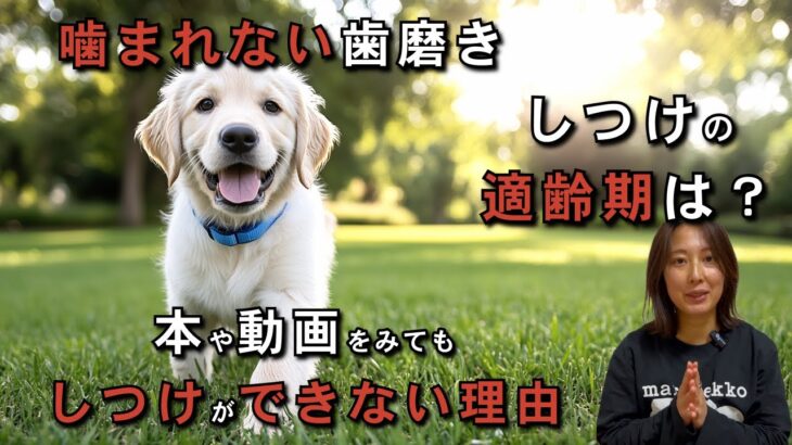 【犬しつけ】ここでしか見れない！しつけがうまくいかない原因、子犬の歯磨き、しつけの適齢期などお答えします！