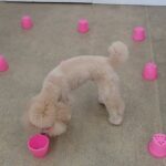 犬の幼稚園 レオくんとトレーニング