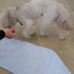 犬の幼稚園 ヴィーノくんとトレーニング