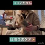 【犬の幼稚園】ルークくん、モナカちゃん、ココアちゃんの様子#東京 #豊田駅 #犬のしつけ #ドッグスクール #犬の幼稚園#犬のトレーニング #動物看護師兼トレーナー #犬好き  #ペットホテル