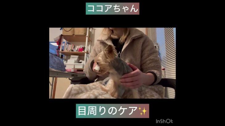 【犬の幼稚園】ルークくん、モナカちゃん、ココアちゃんの様子#東京 #豊田駅 #犬のしつけ #ドッグスクール #犬の幼稚園#犬のトレーニング #動物看護師兼トレーナー #犬好き  #ペットホテル