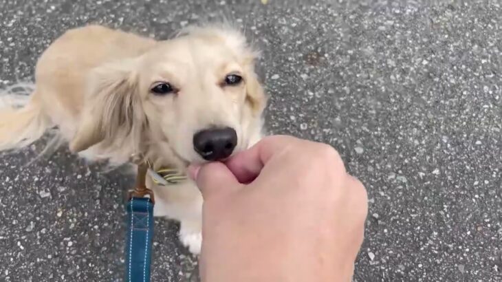 犬の幼稚園 にこまるくんとトレーニング