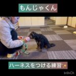 【犬の幼稚園】小春ちゃん、もんじゃくんの様子#東京 #豊田駅 #犬のしつけ #ドッグスクール #犬の幼稚園#犬のトレーニング #動物看護師兼トレーナー #犬好き  #ペットホテル