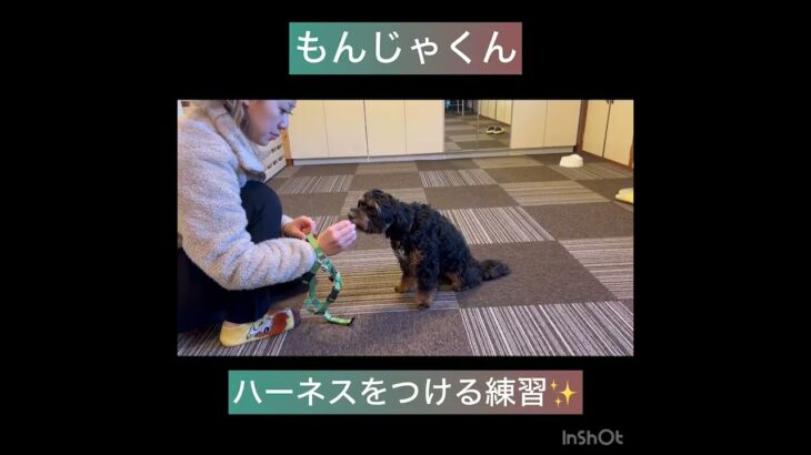 【犬の幼稚園】小春ちゃん、もんじゃくんの様子#東京 #豊田駅 #犬のしつけ #ドッグスクール #犬の幼稚園#犬のトレーニング #動物看護師兼トレーナー #犬好き  #ペットホテル