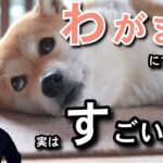 【しつけ上級者】愛犬をわがままにできるってむしろすごいこと！わがままと問題行動の線引きについて