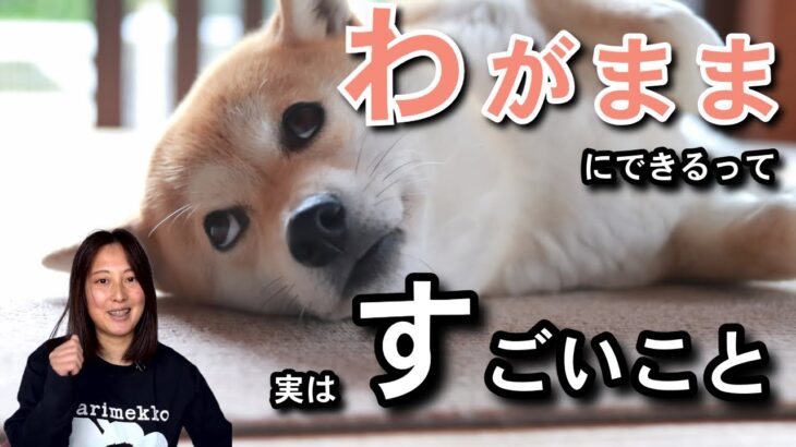 【しつけ上級者】愛犬をわがままにできるってむしろすごいこと！わがままと問題行動の線引きについて