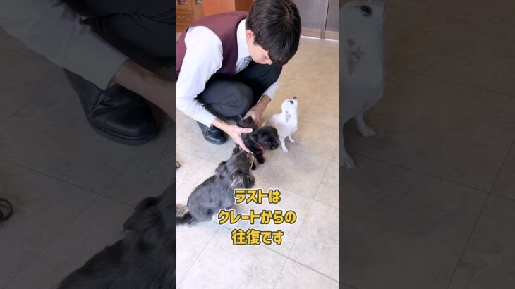 自分のクレートに完璧に戻る小型犬さん達