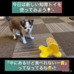 【犬の幼稚園】パコくんの様子#東京 #豊田駅 #犬のしつけ #ドッグスクール #犬の幼稚園#犬のトレーニング #動物看護師兼トレーナー #犬好き  #ペットホテル