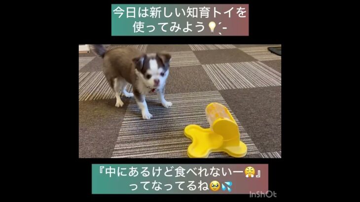 【犬の幼稚園】パコくんの様子#東京 #豊田駅 #犬のしつけ #ドッグスクール #犬の幼稚園#犬のトレーニング #動物看護師兼トレーナー #犬好き  #ペットホテル